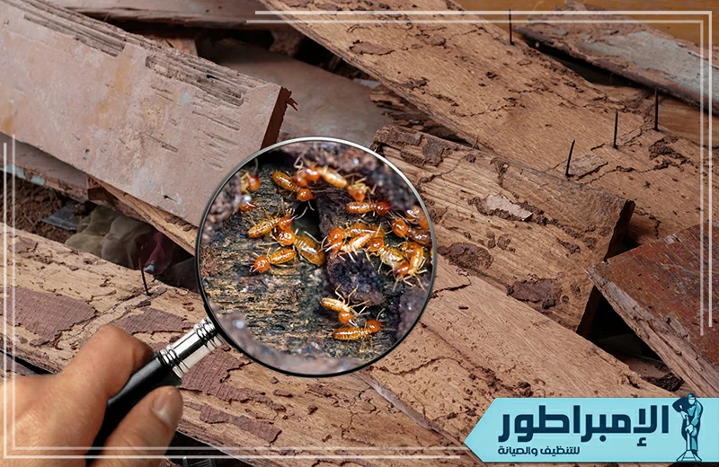 شركة مكافحة النمل الابيض بالخرج