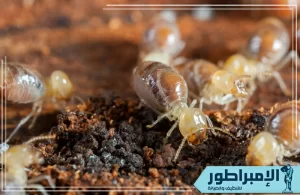 شركة مكافحة النمل الأبيض بحائل